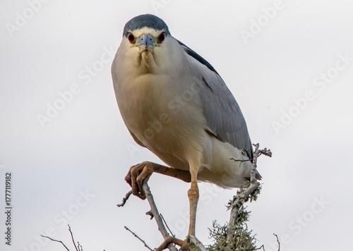 Black-crowned night heron perched in a tree