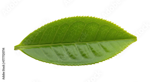 Single Green Tea Leaf Isolated on White Background 1.