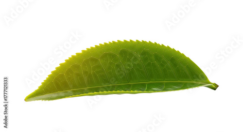 Single Green Tea Leaf Isolated on White Background 7.