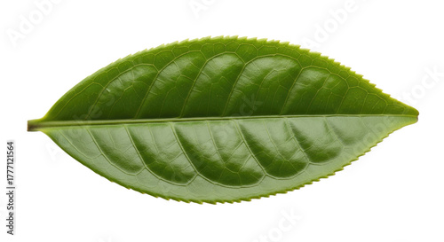 Single Green Tea Leaf Isolated on White Background 8.