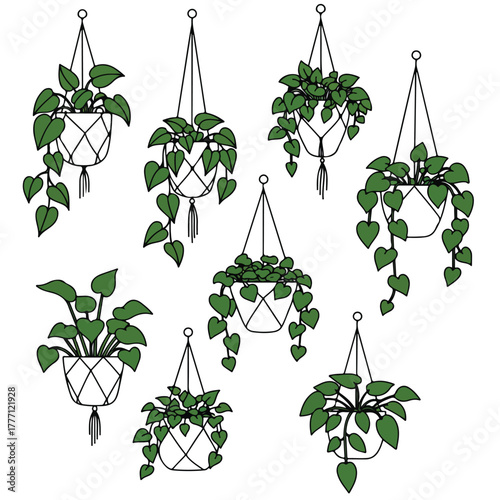 Several hanging plants in macrame pots Each plant has green leaves suspended by black ropes Background is white