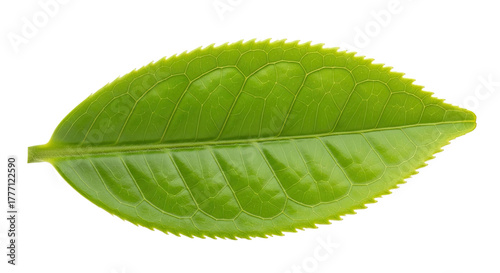 Single Green Tea Leaf Isolated on White Background 13.