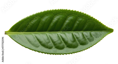 Single Green Tea Leaf Isolated on White Background 14.