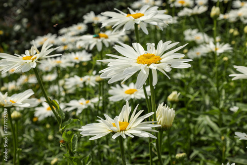 White chamomile is a symbol of family, love and fidelity.