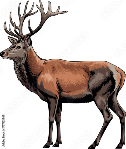 Detailed Red Deer Stag Vector Illustration | Vintage Engraving Style Full Body Wild Animal Portrait
