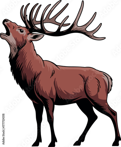 Full Body Roaring Stag Vector Illustration | Detailed Engraving Style Red Deer Bugling in Wildlife