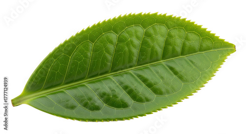 Single Green Tea Leaf Isolated on White Background.
