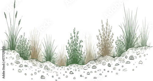 Riverbank Vegetation Sketch | Hand-Drawn Illustration of Grasses and Shrubs for Ecological Design and Landscaping Projects