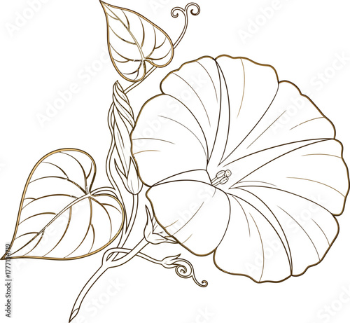 Elegant Botanical Illustration of a Morning Glory Flower