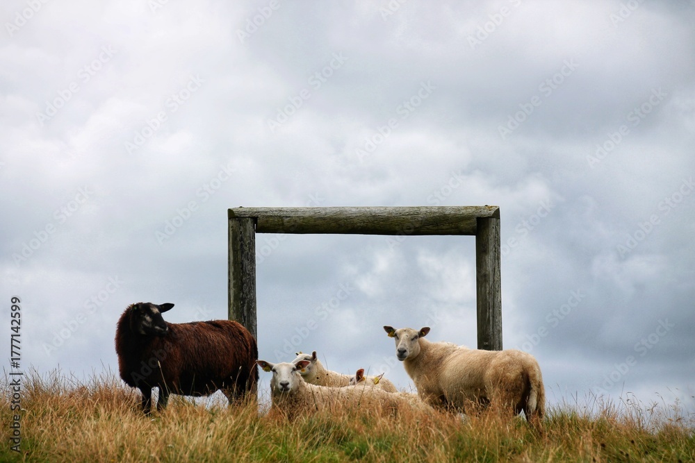 Obraz premium sheep and lambs