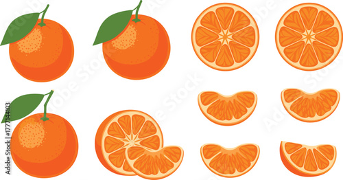 Orange fruit anatomy, whole and sliced citrus, juicy segments illustration, healthy food design, flat vector illustration, vitamin C concept