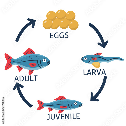 Vector illustration of fish life cycle showing stages from eggs, larva, juvenile to adult fish, educational diagram for biology, zoology, and science learning