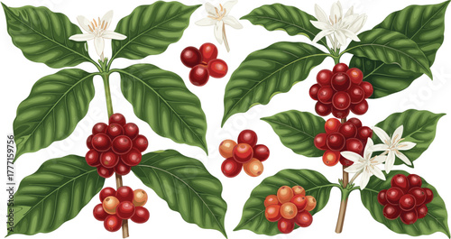 Coffee plant branches, ripe cherries, green leaves, white flowers, botanical growth stages, agriculture concept, flat vector illustration for stock use