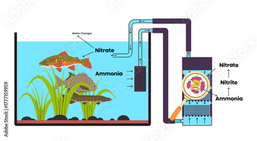 Biological diagram nitrogen cycle fish aquarium water changes and filter system beneficial bacteria convert harmful ammonia into less toxic nitrate