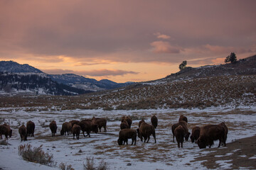 Fototapete Bison Yellowstone Bisonherde im Sonnenuntergang  © Mia's Stock