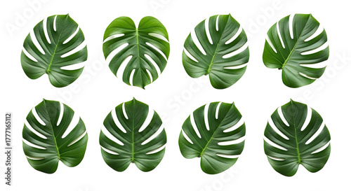 Collection of Eight Monstera Deliciosa Leaves Isolated on White Background.