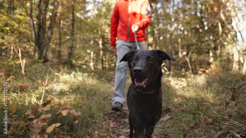 A black dog on a leash walks through a sunlit forest path, guided by a person in a red jacket. The scene captures a serene moment of pet adoption, highlighting companionship and exploration in nature.