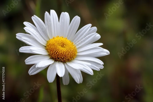 Fleur Des Champs: Vibrant Daisy Blossom with Lush Green Stem Showcasing Spring Flora and Pollen