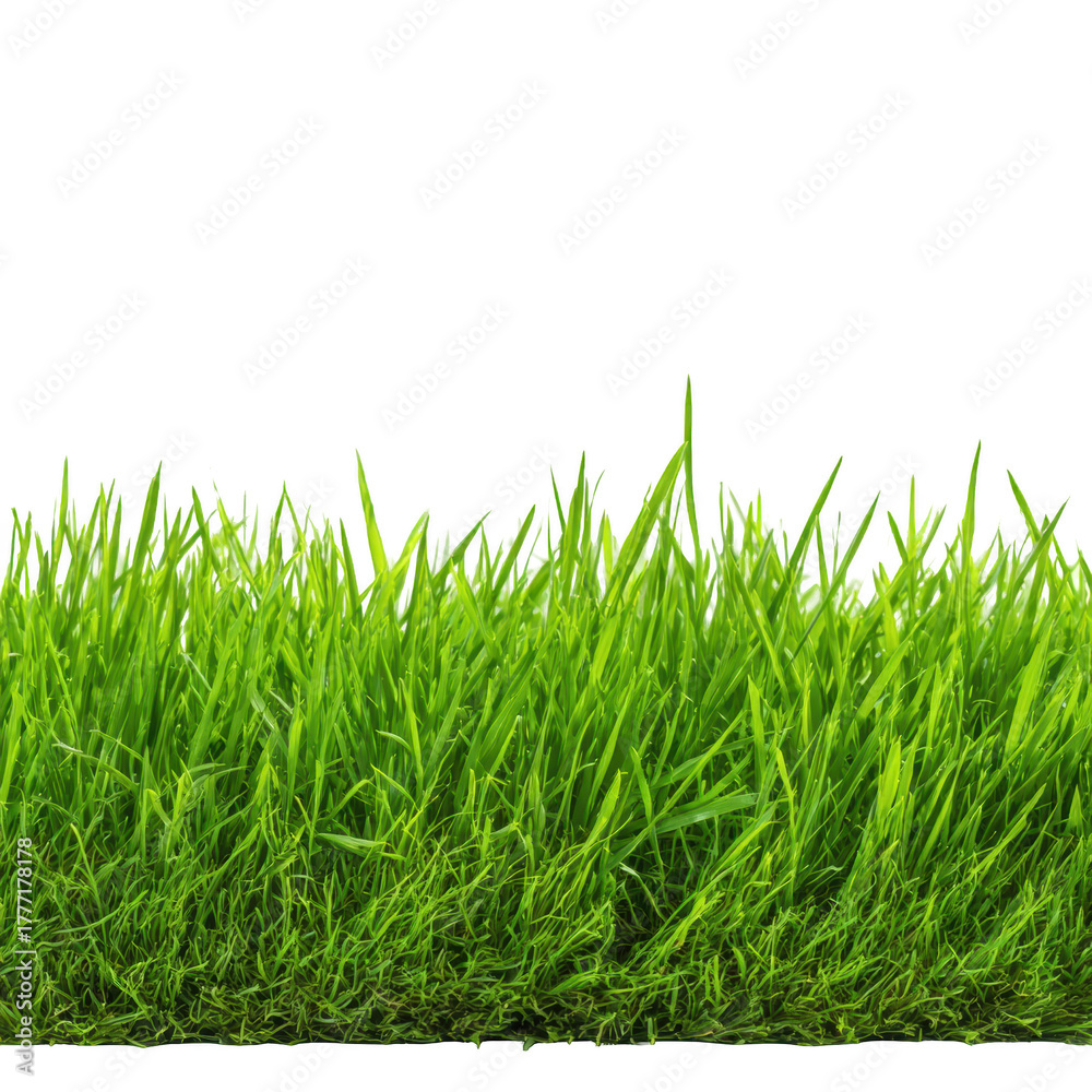 Fototapeta premium Lush green grass blades vibrant and healthy creating a fresh natural scene