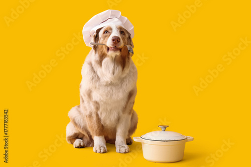 Cute Australian Shepherd do...