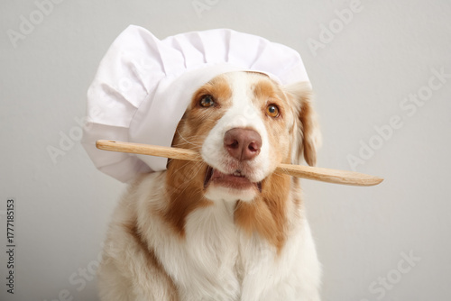 Cute Australian Shepherd do...