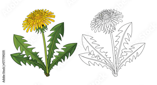 Vibrant yellow dandelion flower with its distinctive green leaves, presented as both a detailed colored illustration and a dotted outline drawing.