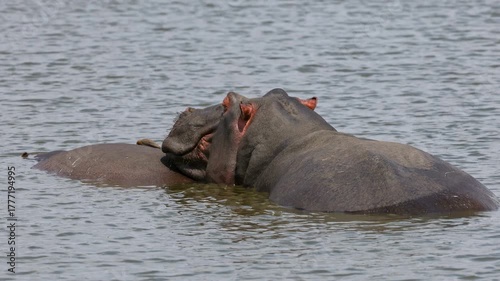 A Hippopotamus (Hippopotamus amphibius) resting in water with an oxpecker bird, Kruger National Park, South Africa