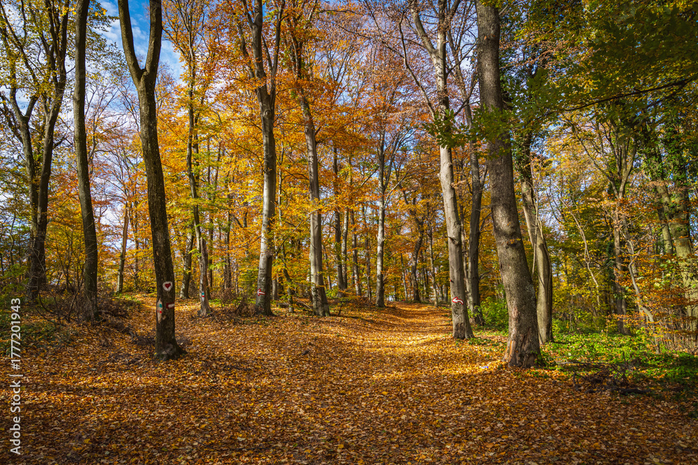 Obraz premium autumn in the forest