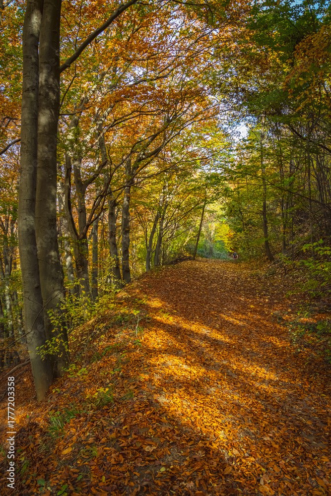 Obraz premium autumn in the forest