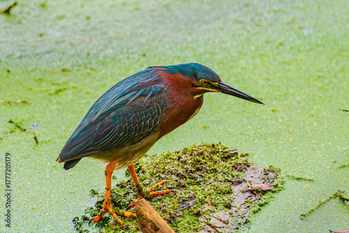 Green heron on mossy log
