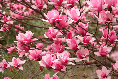 Magnolia spring blossom in Sarah P. Duke gardens in Durham, North Carolina