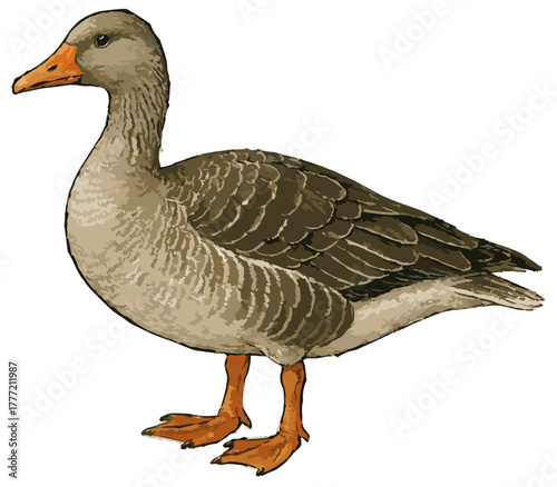 Anser anser illustration