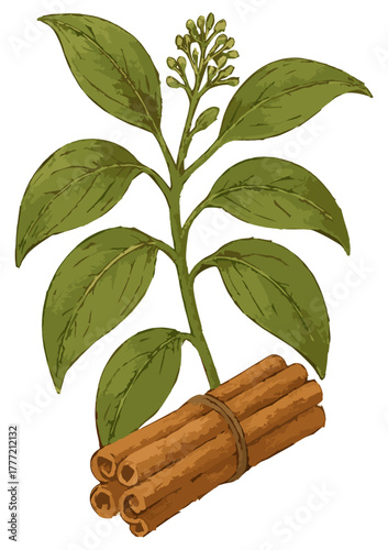Cinnamomum burmannii illustration