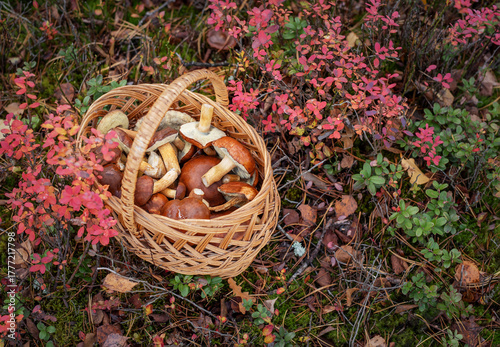 Basket full of mushrooms in autumn forest