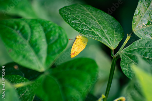 This is a close-up photograph focusing on a small, bright yellow butterfly perched on the underside of a large, green leaf.