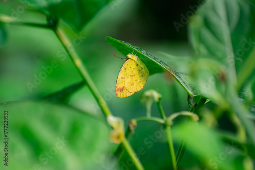 This is a close-up photograph focusing on a small, bright yellow butterfly perched on the underside of a large, green leaf.