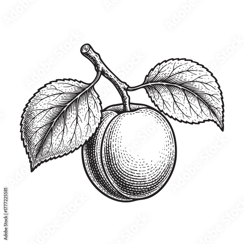 orange Fruit on Branch Engraving Vector Illustration