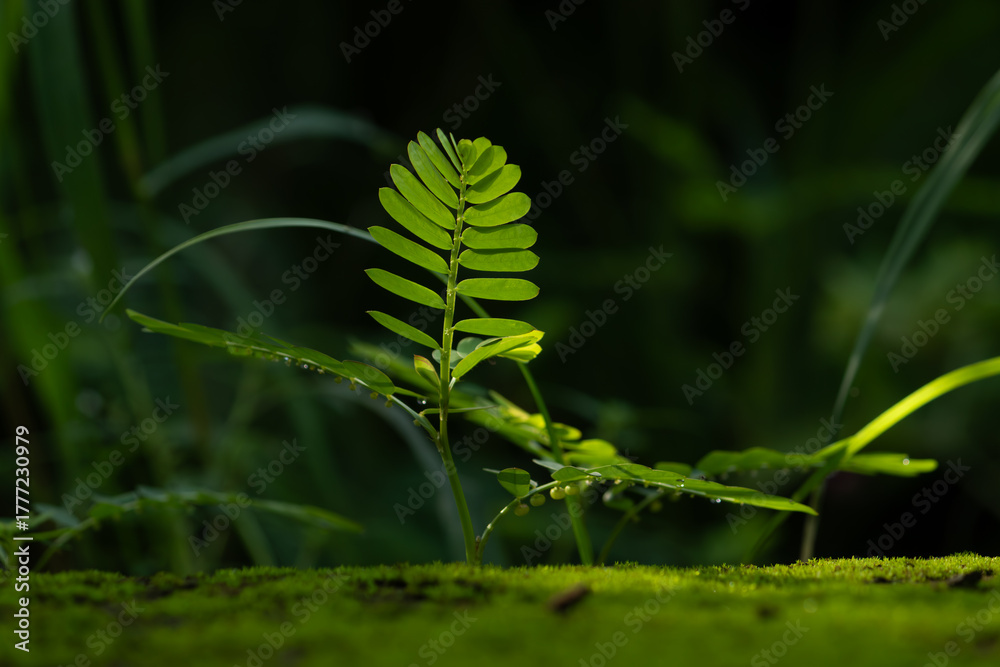 Fototapeta premium Hope concept with a new plant sprout (chamber bitter) growing on moss, backlit by sunlight.