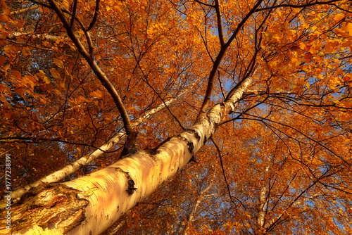 Fototapeta Naklejka Na Ścianę i Meble -  Brzoza jesienią