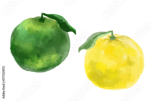 水彩風ゆずとカボスの柑橘イラストセット