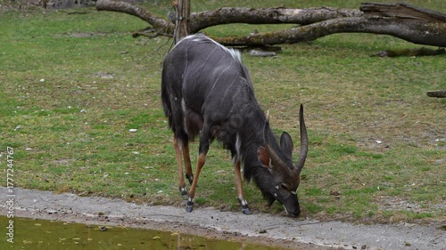 The nyala, Tragelaphus angasii is a spiral-horned antelope native to Southern Africa. It is a species of the family Bovidae and genus Nyala, also considered to be in the genus Tragelaphus. 
