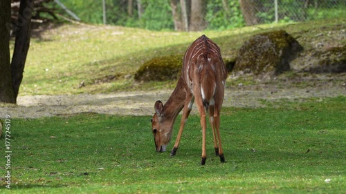 The nyala, Tragelaphus angasii is a spiral-horned antelope native to Southern Africa. It is a species of the family Bovidae and genus Nyala, also considered to be in the genus Tragelaphus. 