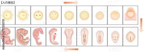 人の発生　イラスト　日本語