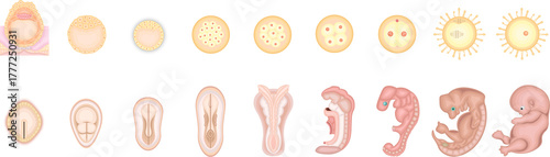 人の発生　イラスト