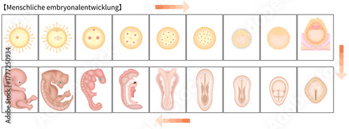 人の発生　イラスト　ドイツ語