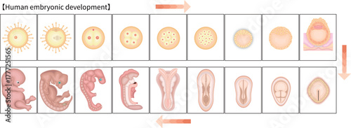 人の発生　イラスト　英語