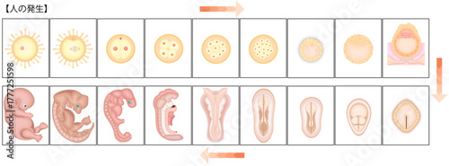 人の発生　イラスト　日本語