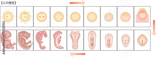 人の発生　イラスト　日本語