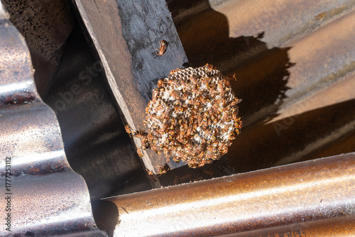 A close-up of a paper wasp nest (Polistes) swarming with hornets. The hive is on a wooden beam under a metal roof. Concept for pest control.