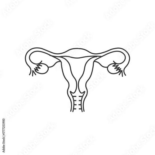 Female Reproductive System Line Art